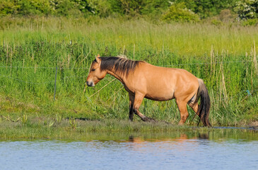 Cheval, race Henson, Baie de Somme, 80, Somme, France