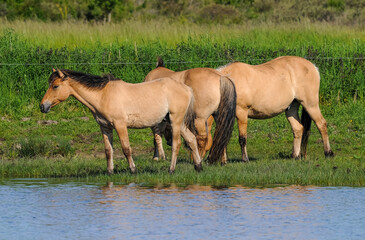 Cheval, race Henson, Baie de Somme, 80, Somme, France