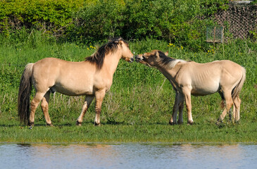 Obraz premium Cheval, race Henson, Baie de Somme, 80, Somme, France
