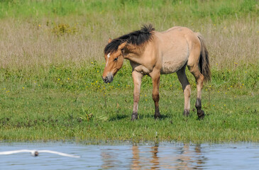 Cheval, race Henson, Baie de Somme, 80, Somme, France