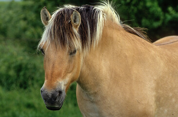 Obraz premium Cheval, race Henson, Baie de Somme, 80, Somme, France