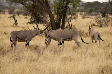 Oryx beisa, femelle et jeune,  Oryx gazella beisa, Parc national de Samburu, Kenya