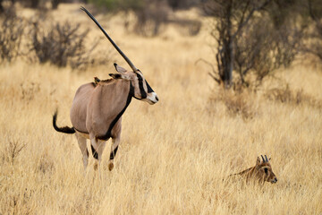 Oryx beisa, femelle et jeune,  Oryx gazella beisa, Parc national de Samburu, Kenya