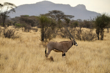 Oryx beisa, femelle et jeune,  Oryx gazella beisa, Parc national de Samburu, Kenya