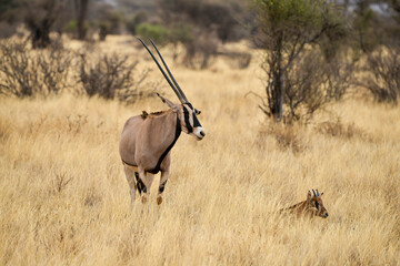 Oryx beisa, femelle et jeune,  Oryx gazella beisa, Parc national de Samburu, Kenya