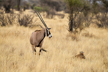 Oryx beisa, femelle et jeune,  Oryx gazella beisa, Parc national de Samburu, Kenya