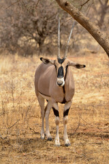 Oryx beisa, femelle et jeune,  Oryx gazella beisa, Parc national de Samburu, Kenya