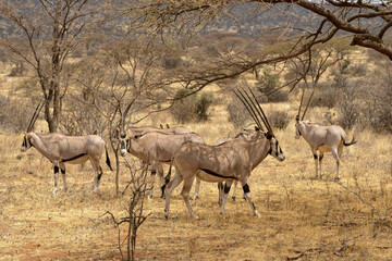 Oryx beisa, femelle et jeune,  Oryx gazella beisa, Parc national de Samburu, Kenya