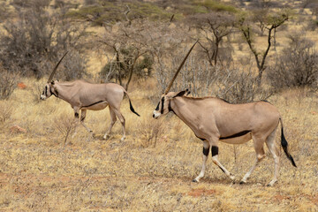 Oryx beisa, femelle et jeune,  Oryx gazella beisa, Parc national de Samburu, Kenya