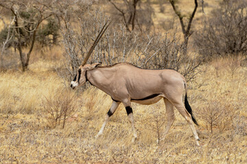 Oryx beisa, femelle et jeune,  Oryx gazella beisa, Parc national de Samburu, Kenya