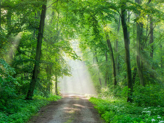 Footpath through Beech Forest with Sunbeams and Morning Fog