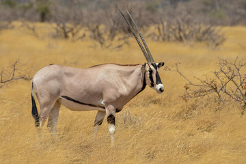 Oryx beisa, femelle et jeune,  Oryx gazella beisa, Parc national de Samburu, Kenya