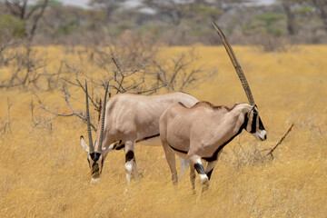 Oryx beisa, femelle et jeune,  Oryx gazella beisa, Parc national de Samburu, Kenya