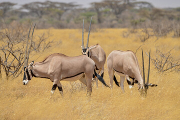 Oryx beisa, femelle et jeune,  Oryx gazella beisa, Parc national de Samburu, Kenya