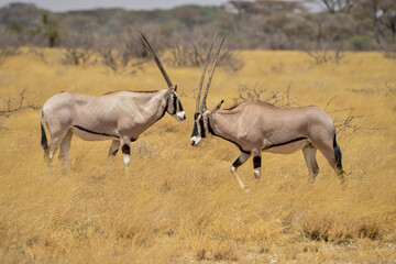 Oryx beisa, femelle et jeune,  Oryx gazella beisa, Parc national de Samburu, Kenya