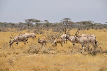 Fototapeta premium Oryx beisa, femelle et jeune, Oryx gazella beisa, Parc national de Samburu, Kenya