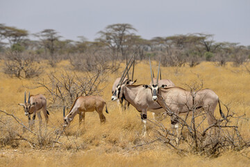 Oryx beisa, femelle et jeune,  Oryx gazella beisa, Parc national de Samburu, Kenya