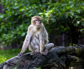 Monkey perched on tree stump near trees