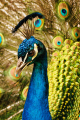 Obraz premium the peacock is standing near its feathers in an exhibit area
