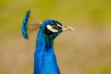 Naklejka premium a peacock with blue feathers and red eyes looks around the frame