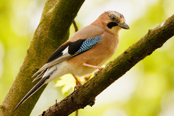 Jay bird perched on a tree branch