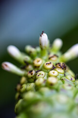 Small green leaf with miniature leaves and flowers