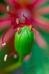 Close-up of a pink and green plant bud among garden foliage