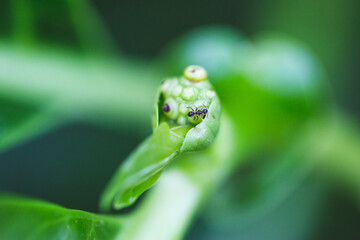 Solitary insect on a leaf in a lush forest habitat