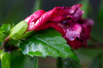 Blooming flower in the rain on a stem