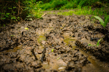 muddy soil that is wet and trodden on with grass and soil brown