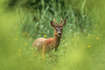 Rehbock im Wald in den Morgendstunden