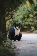 Cat on a roadside, by trees, gazing at the camera