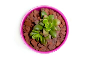 Unoccupied pink planter with small green plants resting on its rim
