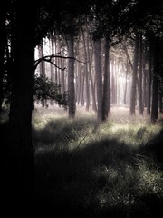 Obraz premium dark forest with tall trees in the middle and the sun coming through the clouds