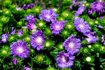 And white Stokesias in close proximity in the image