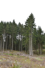Obraz premium Hiking in the forest near Hessisch Lichtenau
