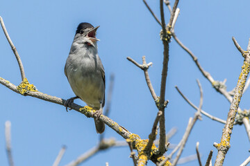 European blackcap (Sylvia atripacilla)