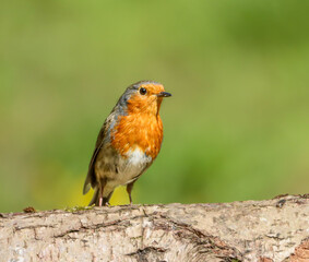 Robin perched on a tree trunk in daylight