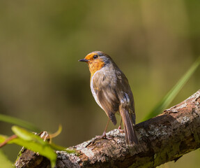 Tiny orange bird perched on a branch by a pond
