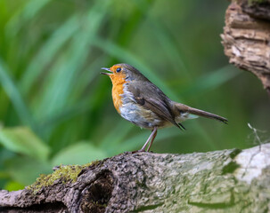 Small robin perched on a log in the forest