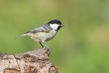 Coal tit perched on tree trunk, gazing into the distance
