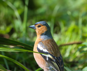 Chaffinch perched on grass and tree branch