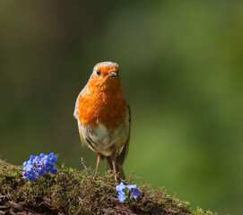 Robin on mossy branch with blue flowers in front