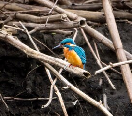 And orange kingfisher on branch in soil