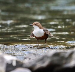 Small dipper perched on a stream rock