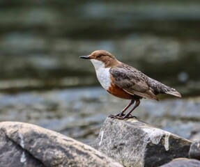 Tiny dipper perched on rocks by water