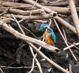 Kingfisher with blue head perched on branch