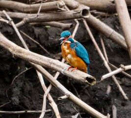 Wild kingfisher perched on branch