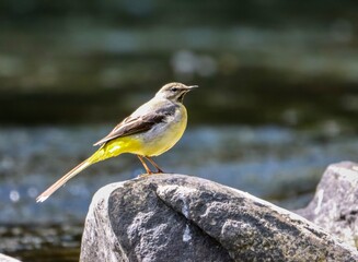 Tiny gray wagtail sits on a river rock