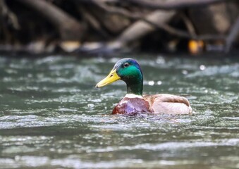 Obraz premium Mallard swimming near logs and branches in water